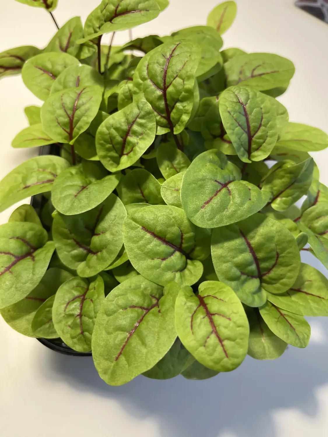 Микрозелень щавель красножильный фото 3